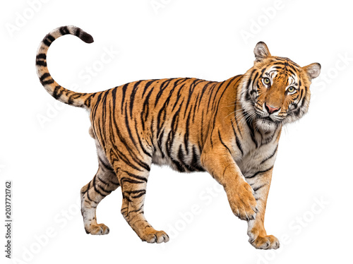 Quadro su tela Young Siberian tiger, Panthera tigris altaica, standing with powerful stride, gazing directly forward