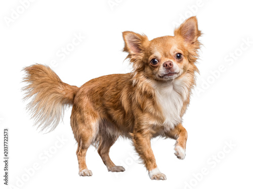 Tableau sur toile Charming long-haired Chihuahua dog standing elegantly with one paw raised on transparent background