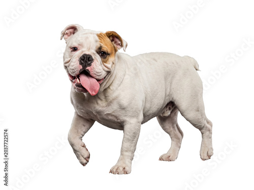 Tableau sur toile Adorable English Bulldog puppy walking forward with tongue out and happy expression, isolated on transparent background