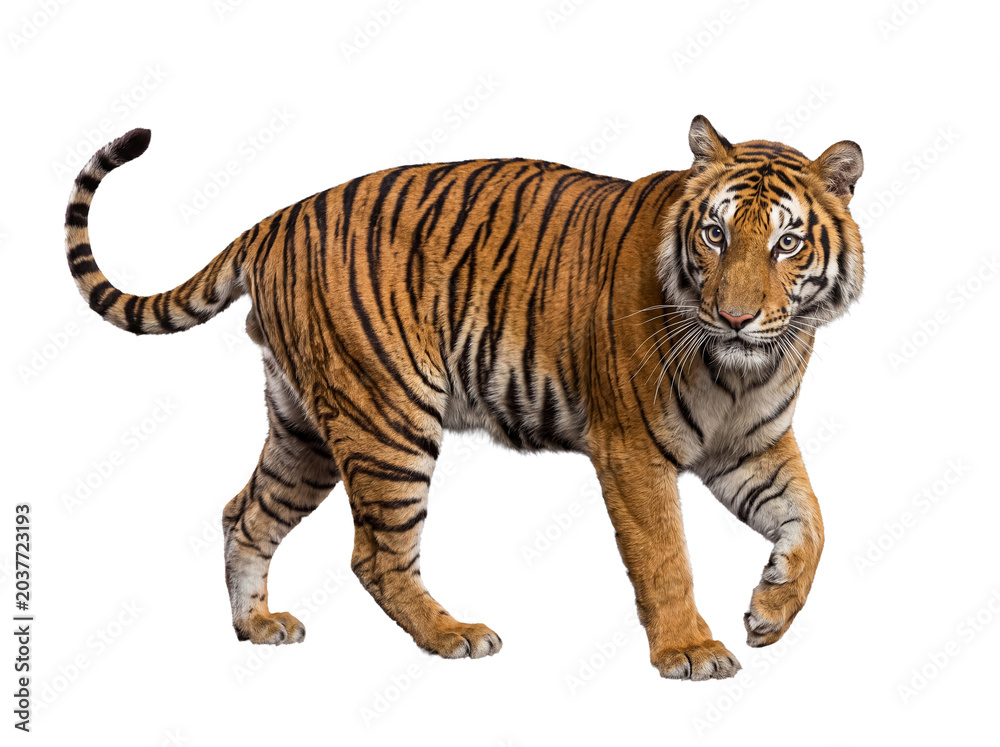 Obraz premium Majestic Bengal tiger walking gracefully forward, staring intently with piercing eyes.