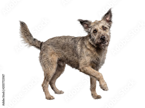 Tableau sur toile An adorable scruffy mixed breed dog with floppy ears, trotting happily, looking at camera, on transparent background