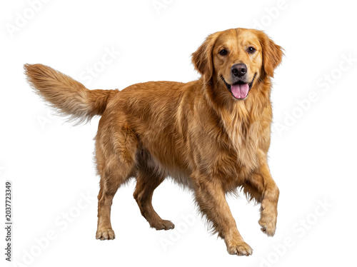 Принти на полотні A happy Golden Retriever dog with golden fur, smiling and trotting forward, isolated on transparent background