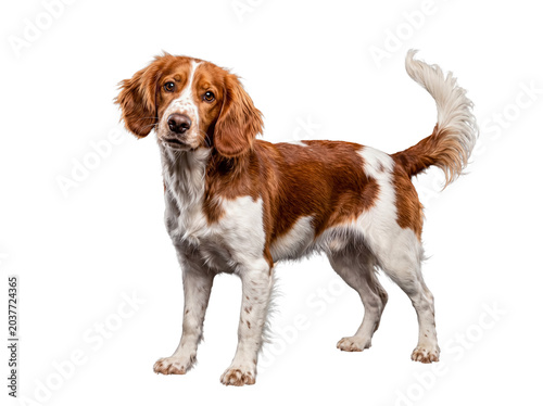 A magnificent Welsh Springer Spaniel dog stands calmly in a profile view.