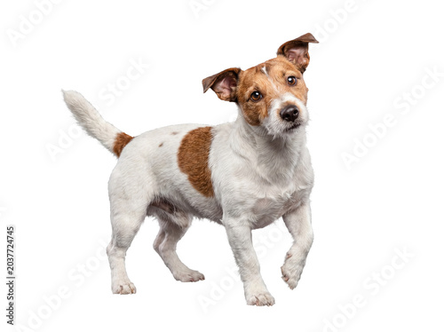 Photos Charming Jack Russell Terrier dog standing attentively, looking at camera
