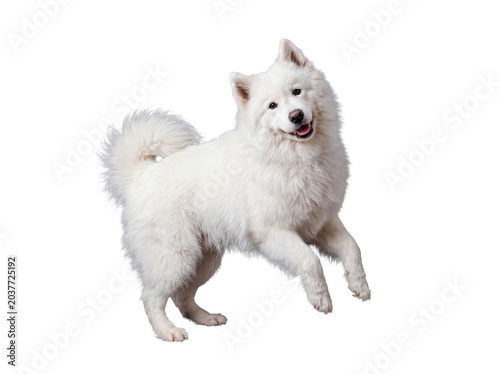 Playful white Samoyed dog with a fluffy coat standing on two legs, ready to jump, isolated on transparent background.