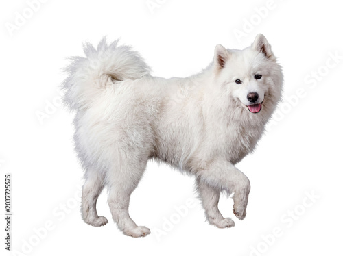 Photos Content white Samoyed dog casually walking forward with a gentle expression, isolated on transparent background