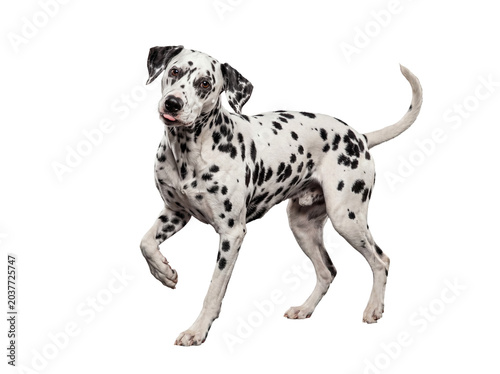 Tableau sur toile Playful Dalmatian dog with unique spot patterns stands elegantly, looking directly at camera