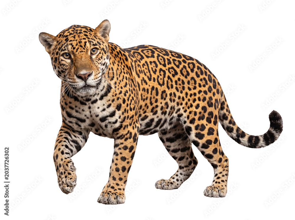 Obraz premium Majestic jaguar with distinctive spotted fur, walking gracefully forward, looking intently into the camera.