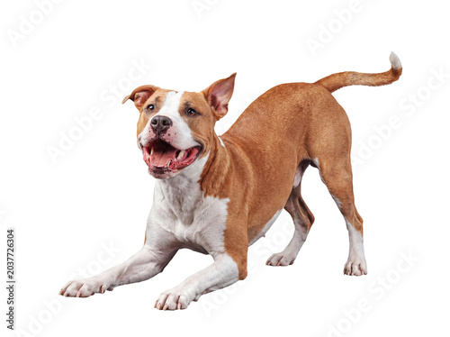 Bild auf Leinwand Friendly brown and white American Staffordshire Terrier mix photographed in a playful bow