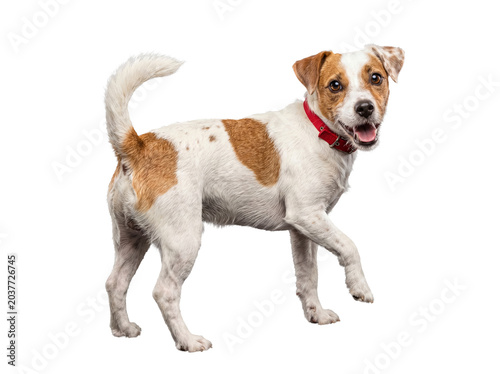 Schilderij op canvas A lively Jack Russell Terrier dog with red collar, isolated on transparent background, standing and looking at camera