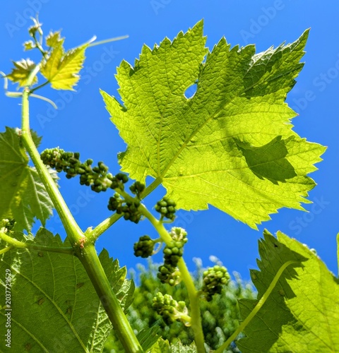 Εκτύπωση καμβά Sweet sapphire grape inflorescence before flowering close-up