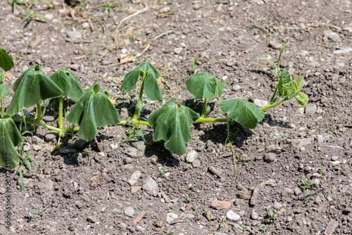 Wilted pumpkin plant in dry soil showing drought stress, heat damage and climate change effects on agriculture.