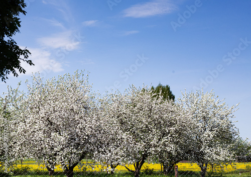 Blooming white trees in spring orchard under blue sky