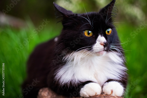 Black and white fluffy cat sitting on a log outdoors