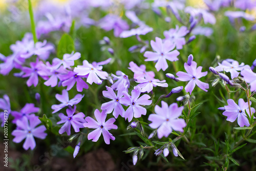 Beautiful purple phlox flowers blooming in spring garden