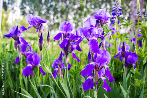 Vibrant purple iris flowers blooming in a spring garden
