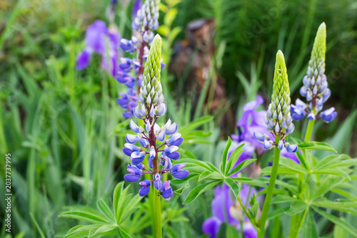 Vibrant purple lupine flowers blooming in spring garden