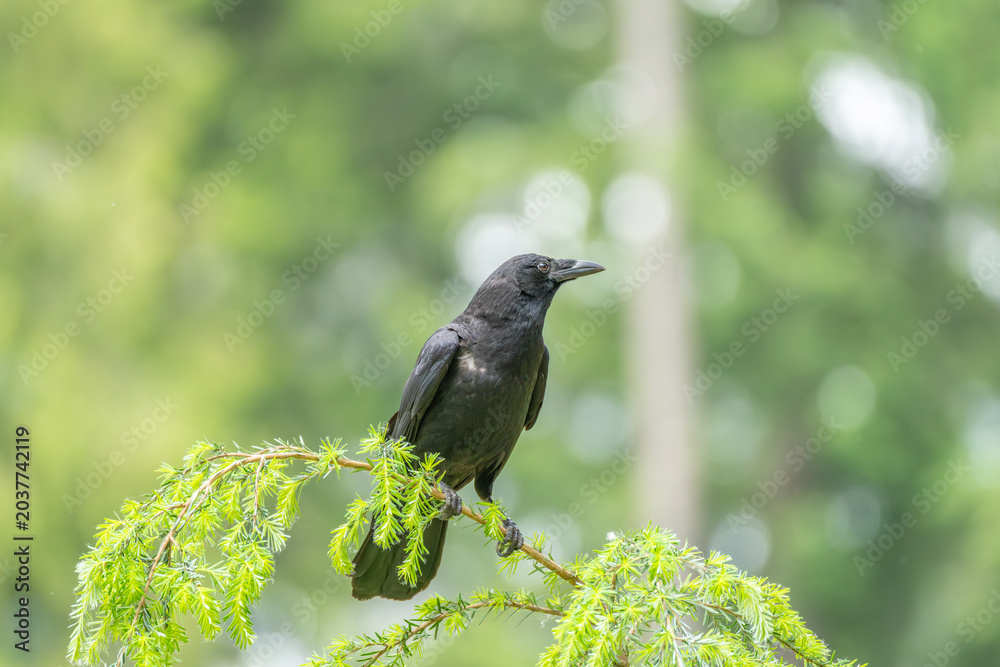 Obraz premium Black Crow Perched On Evergreen Branch In Forest