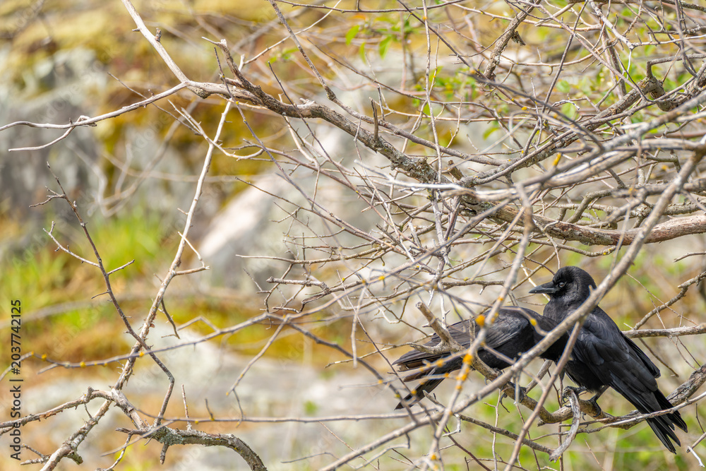 Obraz premium Two Black Crows Perched In Bare Branches