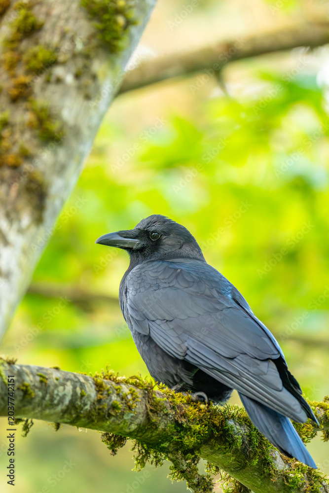 Obraz premium Crow Perched On Mossy Forest Branch