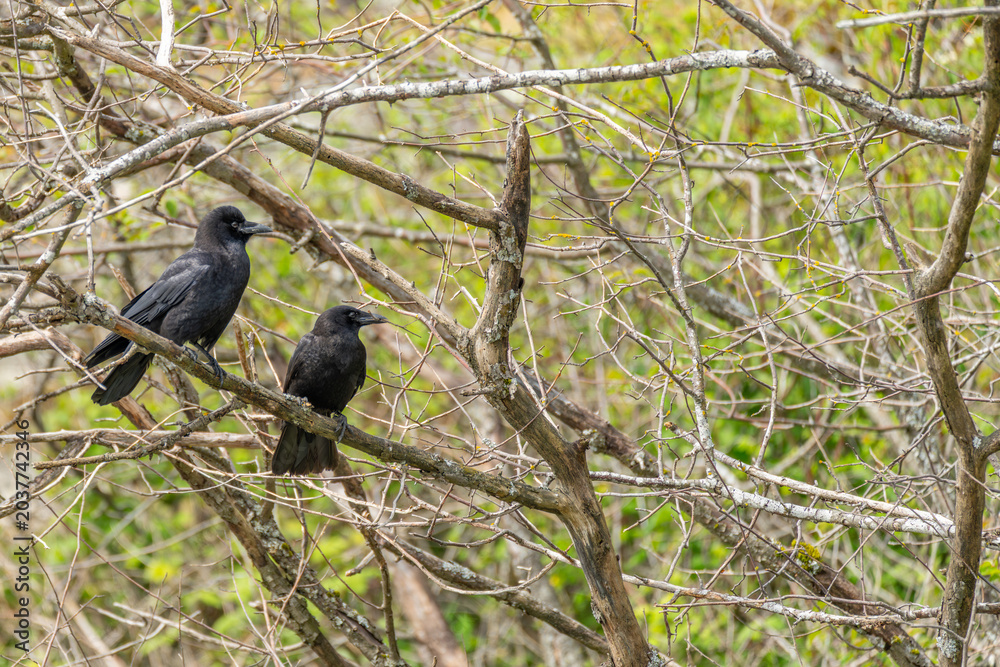 Obraz premium Two Black Crows Perched In Bare Branches