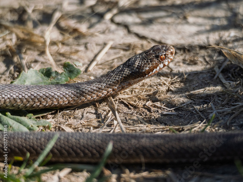 European Adder Vipera berus in Velka Fatra National Park