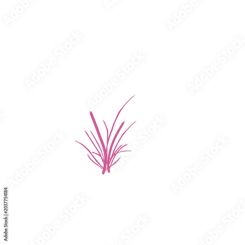 Grass Pink transparant