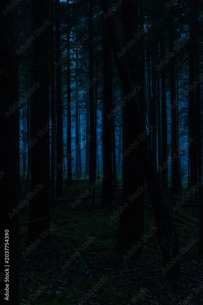 Obraz premium Stimmungsvoller Blick in den Wald mit Nebel
