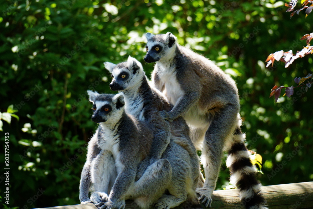 Naklejka premium Three ring-tailed lemurs sitting together on a wooden beam, lemur catta family group