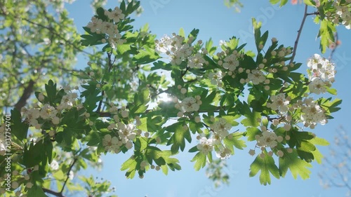 Bottom-up view, branch of a blossoming hawthorn tree, covered with white flowers, buds, and green leaves, sways in the wind against a blue sky on a bright sunny day, in backlit by the sun