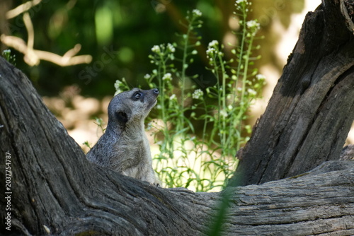 Fotografie Meerkat standing on a log and looking up, cute suricate on guard duty in natural