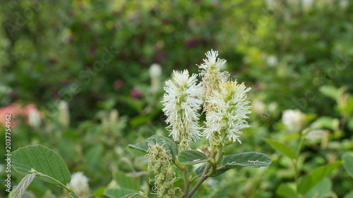 Foto Fothergilla major flowers blooming in spring garden, close up of white bottlebru