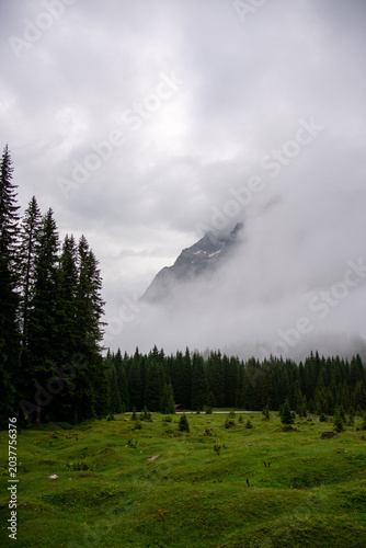Baum vor nebeligem Hintergrund in den Alpen