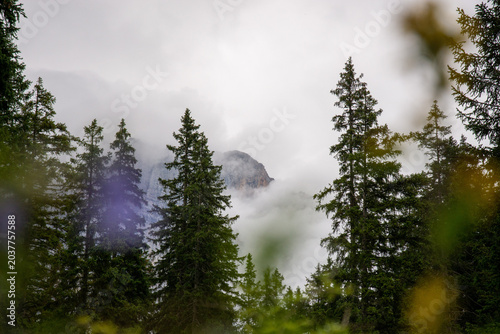Baum vor nebeligem Hintergrund in den Alpen