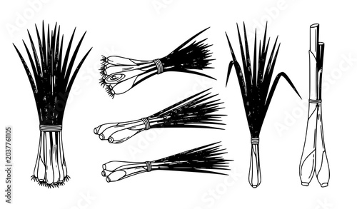 Schilderij op canvas Green Onion and Scallion Hand Drawn Vector Illustration Collection