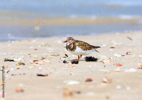 Foto Ruddy Turnstone (Arenaria interpres) in winter plumage gutting mollusks on the sand