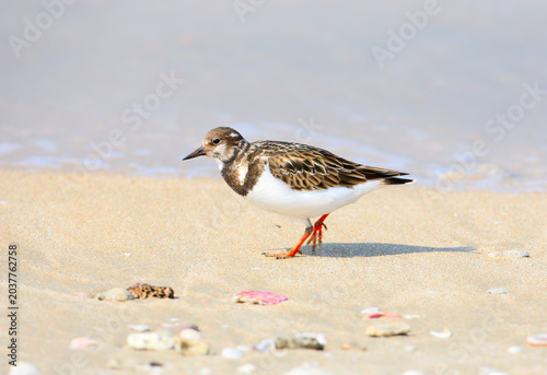 Bild auf Leinwand Ruddy Turnstone (Arenaria interpres) in winter plumage gutting mollusks on the sand