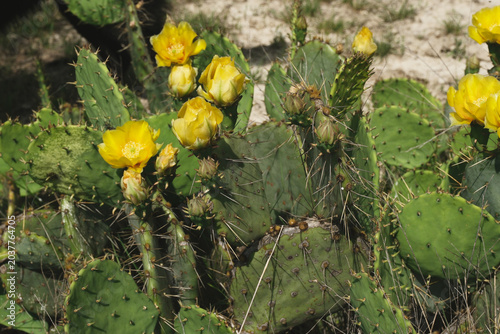Yellow flower blooms on opuntia prickly pear cactus closeup in Texas natural environment.