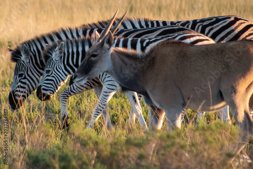 Zebra and antelope grazing together in golden grassland