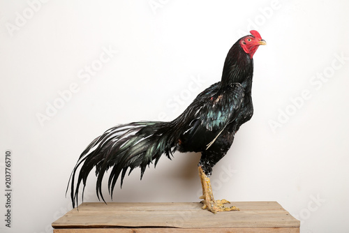 rooster isolated on white background
