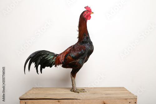 rooster isolated on white background