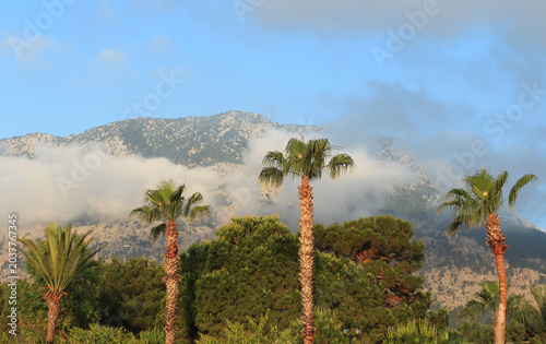 Palm trees lined up against the backdrop of the morning mountains.