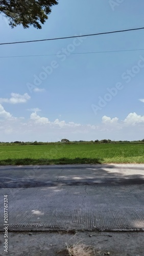view with rice fields