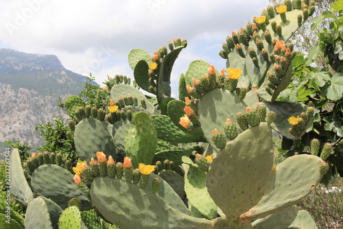 spring cactus bloom against the backdrop of mountains