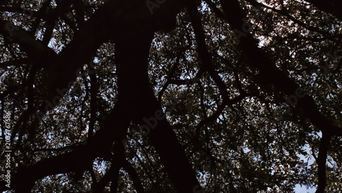 trees and sky