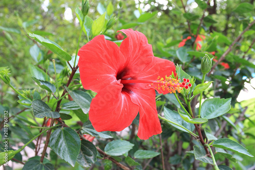an original exotic flower during the spring flowering period