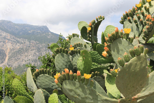 spring cactus bloom against the backdrop of mountains