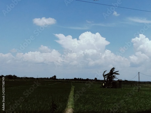view with rice fields