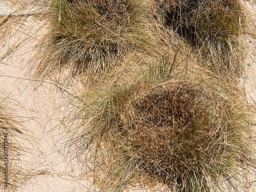 Dry cracked earth with sparse vegetation in arid desert landscape under bright sunlight