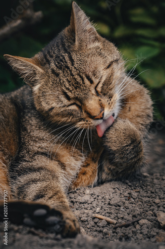 Obraz na płótnie Close-up portrait of a beautiful domestic tabby cat with eyes closed, gracefully